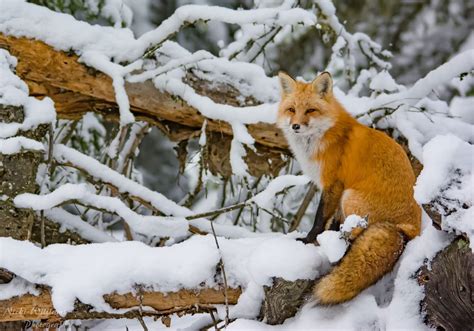 狐狸|Foxes: Facts & Pictures